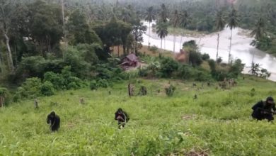 Philippines ISIS training camp