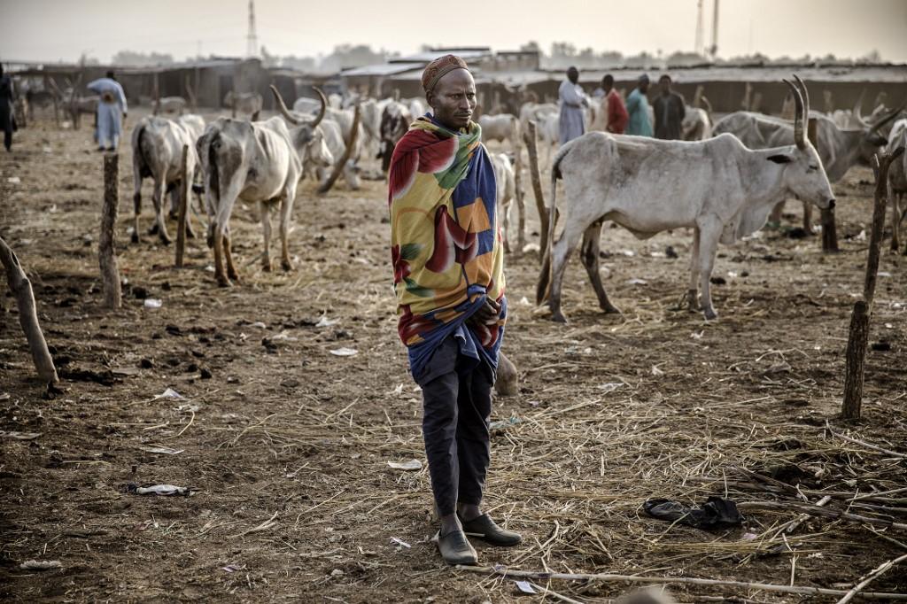 A herder and a flock of cattle in Nigeria.