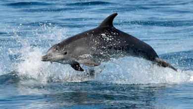 Dolphin