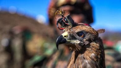 Indian Army's black Kite
