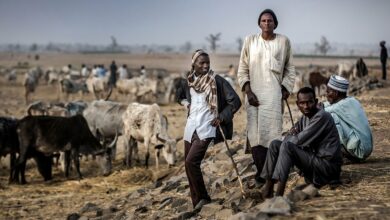 Cattle herders gather with their livestock on the outskirts of a cattle market