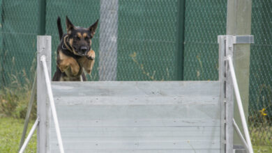 U.S. Soldiers with the 131st Military Working Dog Detachment, 615th Military Police Company, conduct dog-handler training at Oberdachstetten Range Area at U.S. Army Garrison Ansbach in Bavaria, Germany, July 18, 2017. Military working dogs are trained to subdue or intimidate suspects before having to use lethal force; they are also used for detecting explosives, narcotics and other harmful materials. (U.S. Army photo by Visual Information Specialist Georgios Moumoulidis, TSC Ansbach)