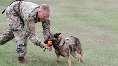 A military working dog with a US Army soldier.