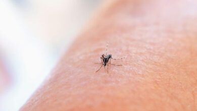 The US Army is exploring AI-powered mosquito identification systems to detect malaria threats faster and improve force readiness in South Korea. Photo: National Institute of Allergy and Infectious Diseases/Unsplash