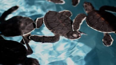 sea turtles