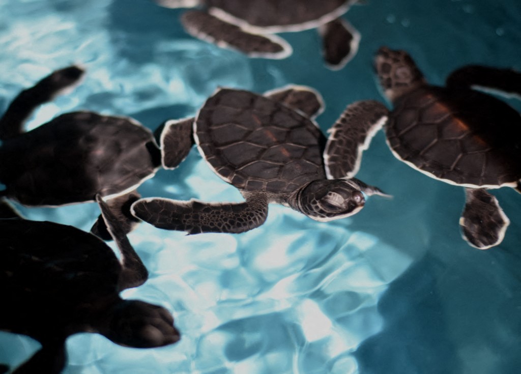 sea turtles